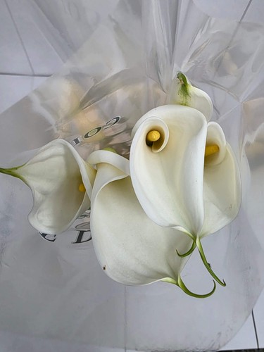 Farm fresh calla zantedeschia - farm,