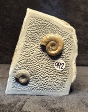 Calcite Jurassic Ammonite