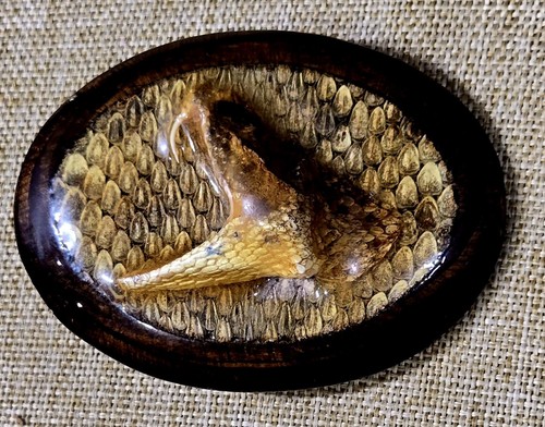 Vintage taxidermy rattlesnake - vintage,