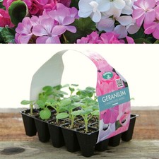 Plug Plants Geranium