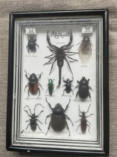 10 x Preserved Malaysian Insects