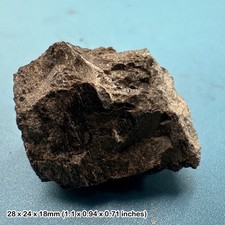 Triceratops Dinosaur Fossil
