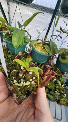 Nepenthes singalana inermis - singalana,