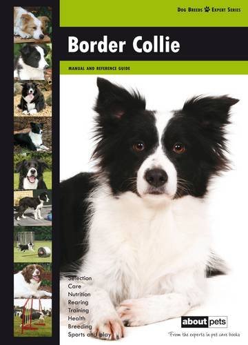 Border collie dog breed - border, collie: