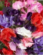 Flower - Sweet Pea - Royal Family Mixed - 350 Seeds - Large Pack