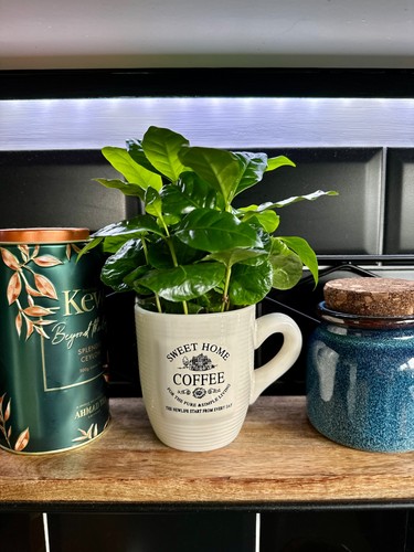 Coffea arabica plant coffee - arabica, |