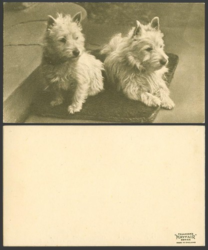 West highland white - west, terrier