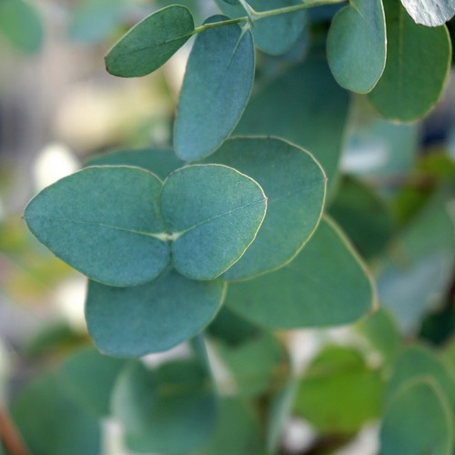 Eucalyptus gunnii cider gum - gunnii, (