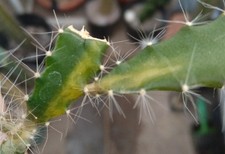 Variegated Dragon fruit