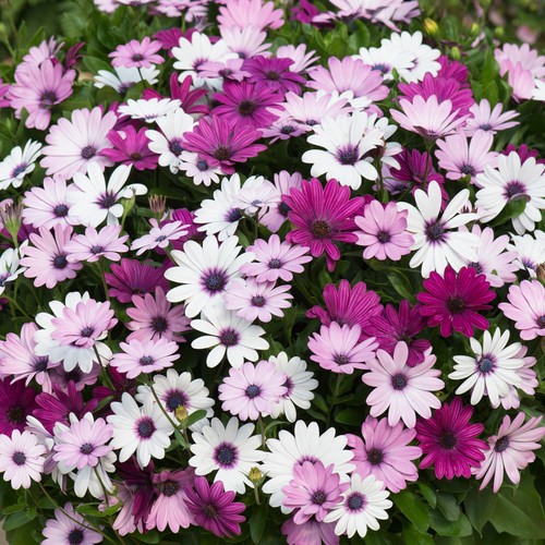 Osteospermum african daisy - osteospermum,