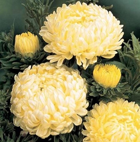 Aster seeds peony - 25,