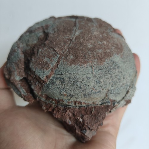 Jurassic age dinosaur egg - age, of