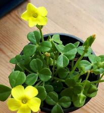 Oxalis 'Carnosa' fleshy leaved