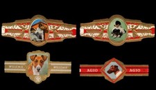 SMOOTH FOX TERRIER DOG