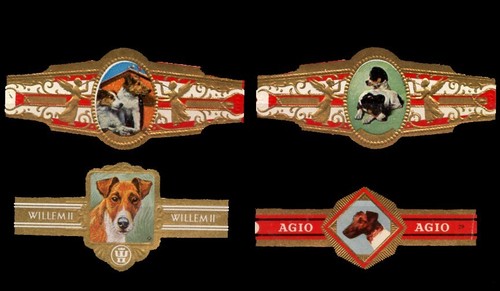 Smooth fox terrier dog - terrier,