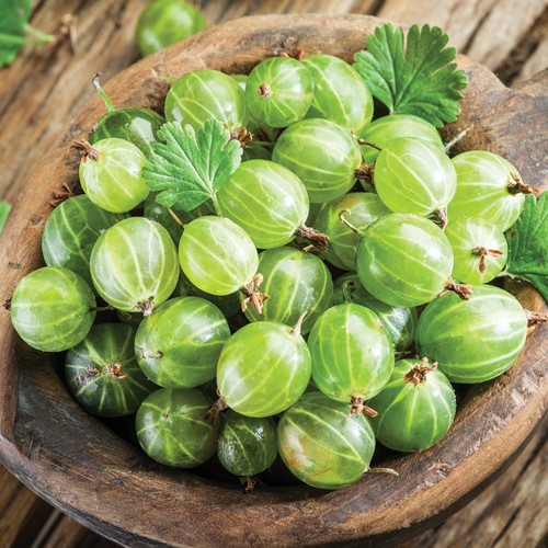 Gooseberry fruit hardy - t&m,