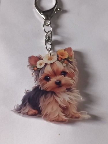 Cute yorkshire terrier yorkie - cute,