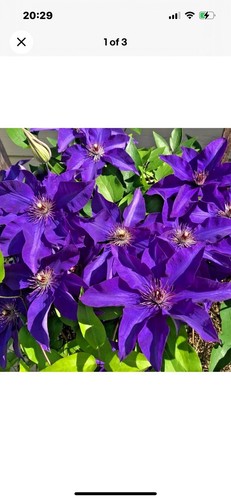 Clematis the president - president, in