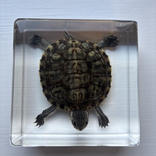 Taxidermy animal resin mold - taxidermy, in