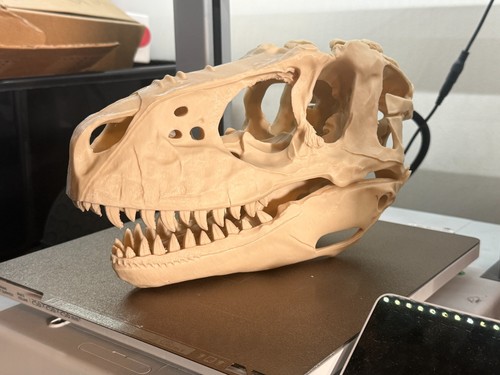 Albertosaurus skull replica - skull, 3d