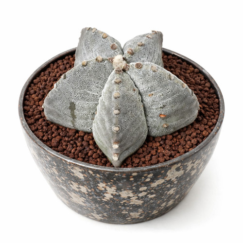 Astrophytum myriostigma var