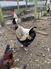 MAGNETIC SEXER✅FOR HATCHING