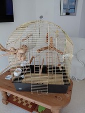Bird Cage Parakeet, Cocktails, Small Parrot, Budgies Etc
