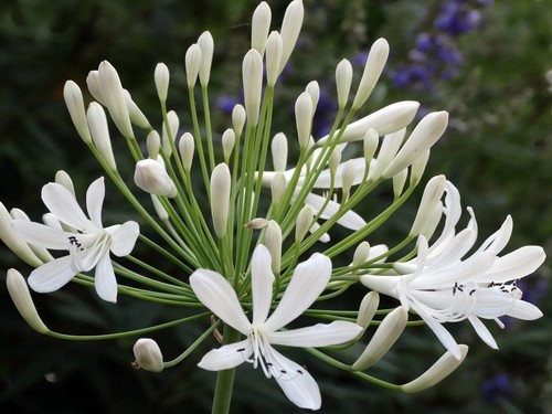 Agapanthus getty white 2 - agapanthus,
