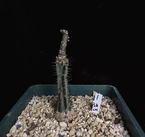 Rarelive house plant adenia - house,