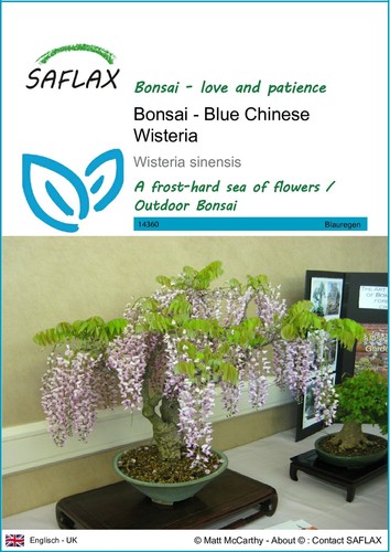 Saflax bonsai blue - saflax,