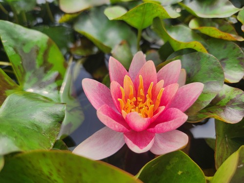 Nymphaea doll house water - nymphaea, house'