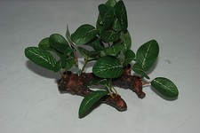 Aquarium Green Silk Plant On A