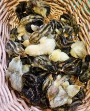 CHINESE PAINTED QUAIL EGGS BUTTON EGG CPQ KING QUAIL 3,6,12,18,24,36.48,100