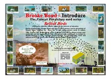 Brooke bond advert adobe - bond, 'adobe