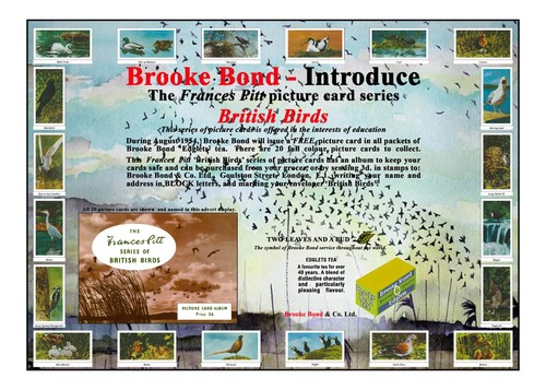 Brooke bond advert - advert., 'adobe