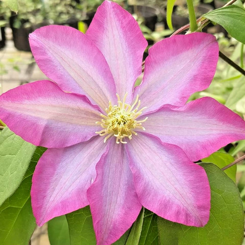 Pink champagne clematis - 15,