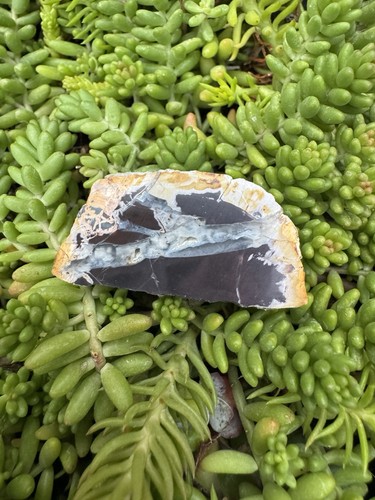 Small fossil petrified - fossil,