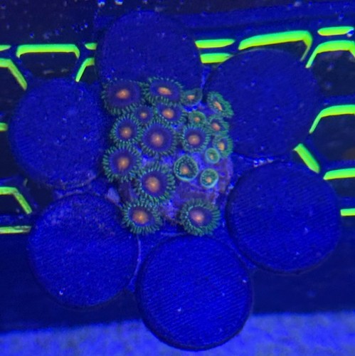 Coral frag flower - frag, –