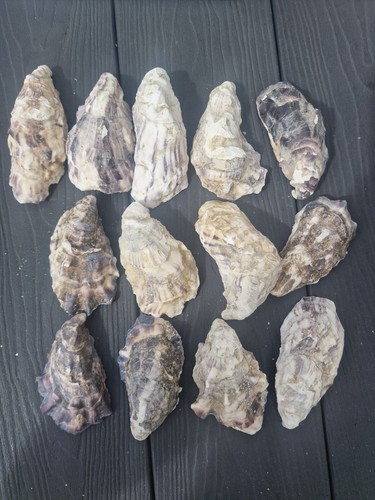 Large naturally oysters - naturally,
