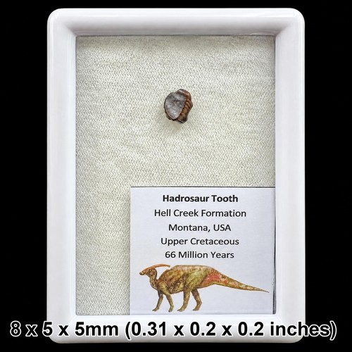 Edmontosaurus tooth fossil - , –