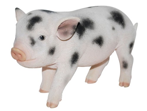 Pink black micro - pig, piglet