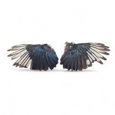 Real Magpie Wings Pair Carrion