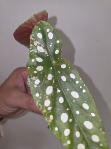 Begonia maculata pink - maculata,