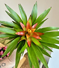 Guzmania Theresa Houseplant Bromeliads 12cm Pot Ideal Indoor Green Winter Gift