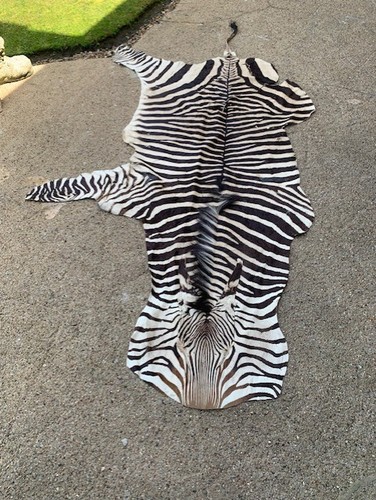 Genuine real zebra skin rug - genuine,