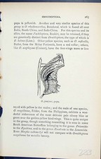 Old Antique Print Ornithoptera