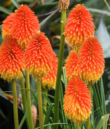 Kniphofia rooperi deluxe 3lt - rooperi,