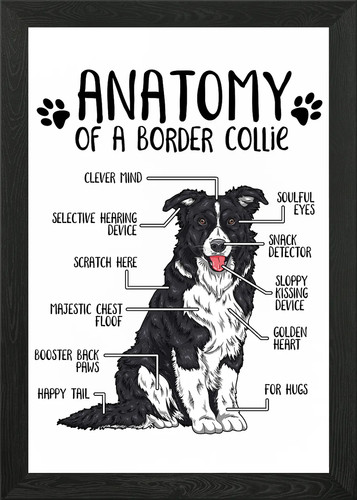 Anatomy border collie - a,