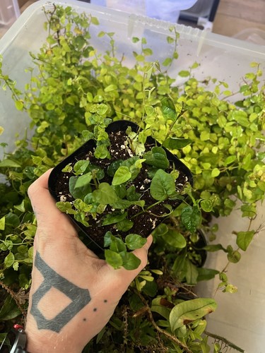 Ficus pumila x 9cm pot - ficus,