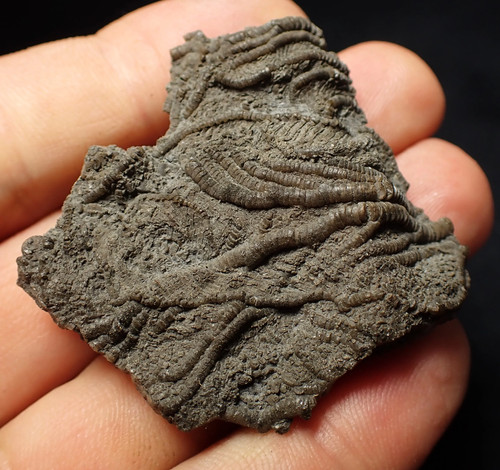 Detailed crinoid head - detailed, 3d